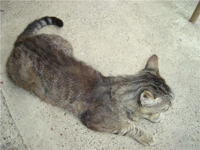 mackica